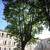 cour clg 3